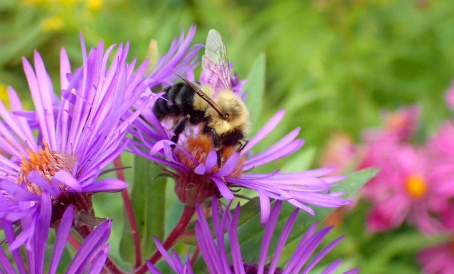 bee