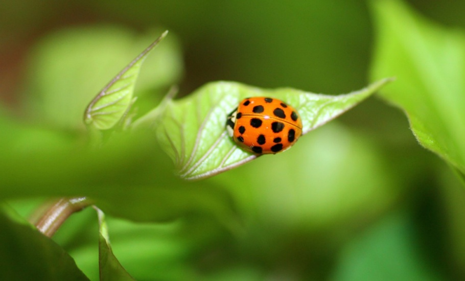 lady beetle JW