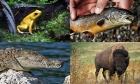 Humans exact 'supersized' toll on world's ecosystems, international study finds