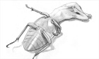 Kafka at 100: Rawi Hage’s brilliant ‘Cockroach’ invited some comparison to ‘The Metamorphosis'